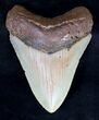 Nice Megalodon Tooth - North Carolina #19151-1